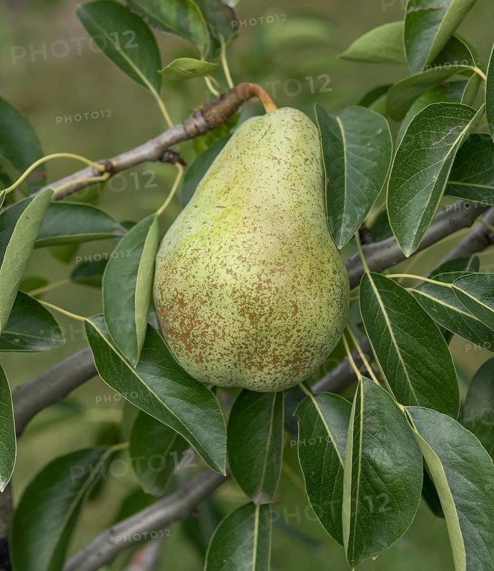 Pear (Pyrus communis 'Triomphe de Vienne'), Bavarian Fruit Centre, Germany