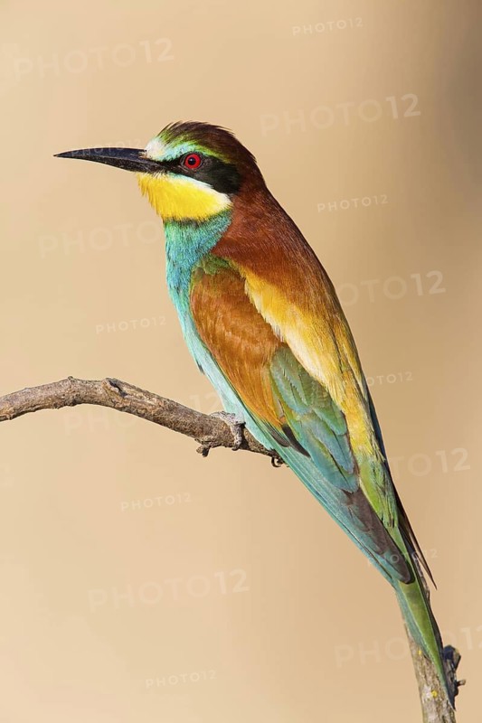 Bee-eater, (Merops apiaster), Animals, Birds, Raptor family, Perching station, Muselievo, Muselievo, Pleven, Bulgaria