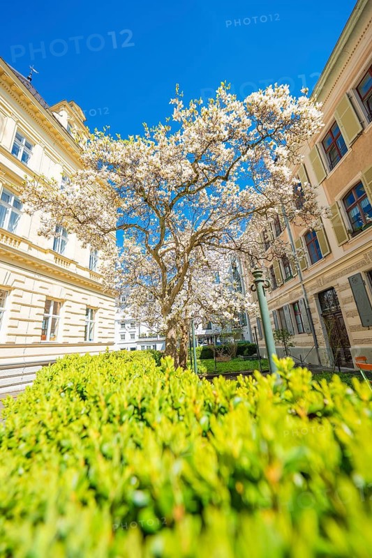 Blooming tree in sunny courtyard surrounded by municipal buildings, Bregenz, Vorarlberg, Austria