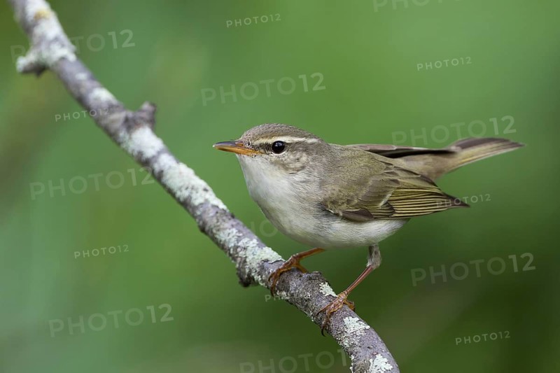Arctic Warbler - Wanderlaubsänger - Phylloscopus borealis. Russia (Ural)