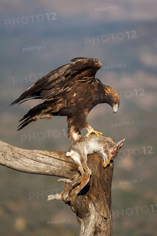 Golden Eagle (Aquila chrysaetos) male eating a rabbit, Castile and Leon, Spain