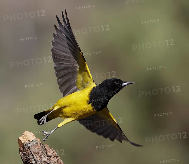 Scott's Oriole (Icterus parisorum) male taking flight, Arizona, USA