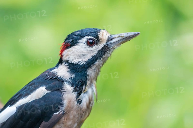 Great Spotted Woodpecker (Dendrocopos major) male, Lower Saxony, Germany