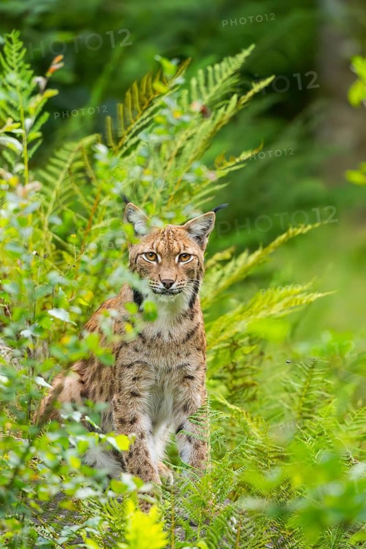 Eurasian lynx (Lynx lynx) in the middle of bushes in summer, Bavaria, Germany
