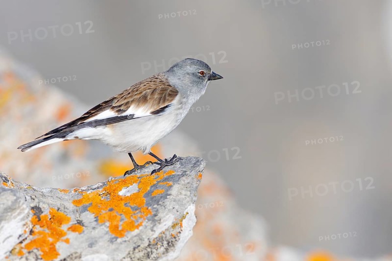 Snowfinch (Montifringilla nivalis), Valais, Switzerland