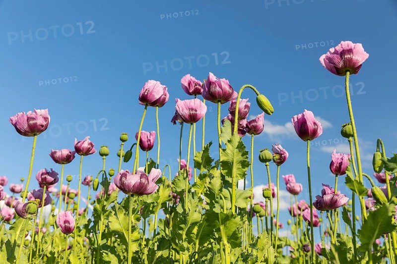 Field with blue poppy (Papaver somniferum) in bloom, Penig, Saxony, Germany