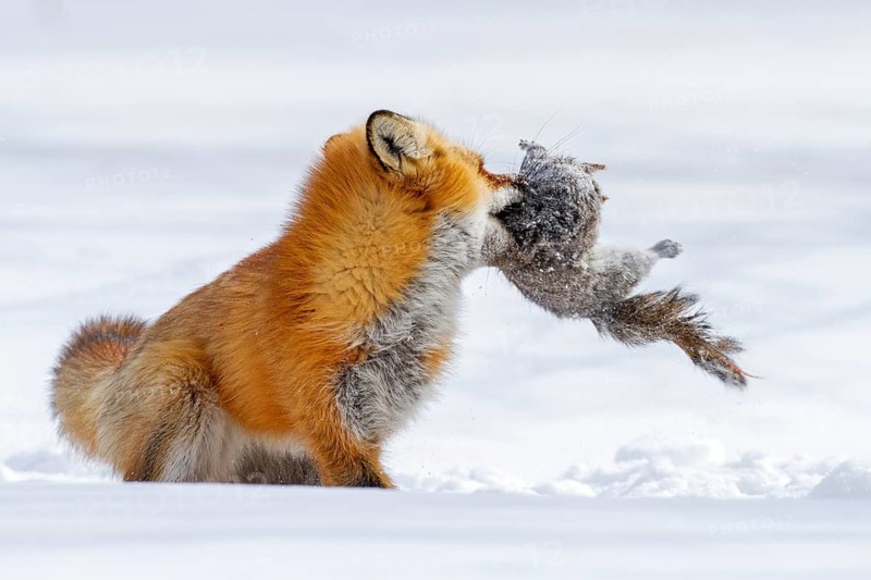 Red fox (vulpes vulpes) hunting eastern gray squirrel (sciurus carolinensis), Montreal botanical garden, province of Quebec, Canada