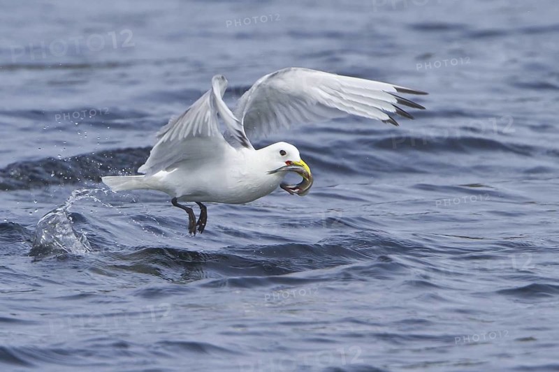Black-legged Kittiwake (Rissa tridactyla) flying, Newfoundland, Canada