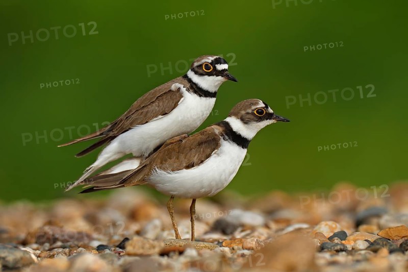 Little Ringed Plover (Charadrius dubius) pair mating, Saxony-Anhalt, Germany