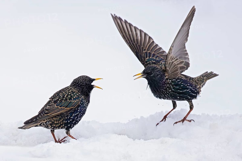 Starling (Sturnus vulgaris), close-up, two adult birds attacking each other in an aggressive territorial fight in winter in the snow, Baden-Württemberg, Germany