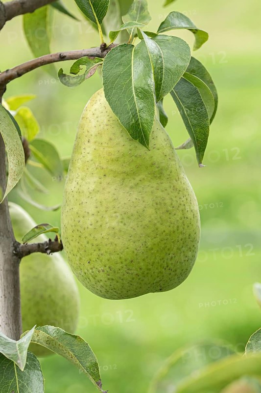 Pear (Pyrus communis 'Amfora'), Bundessorteamt, Germany