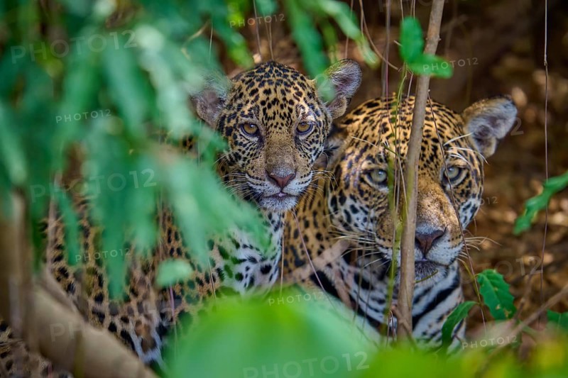 Jaguars a young animal looks attentively from under the protection of leaves, Jaguar (Panthera onca), Pantanal, Mato Grosso, Brazil