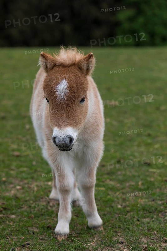 Falabella foal, The Falabella (Equus ferus caballus) is the smallest horse at all