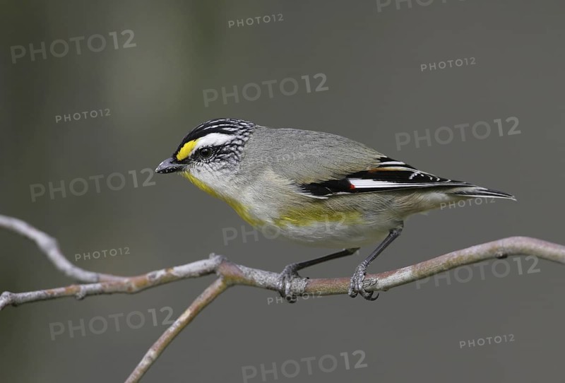 Striated Pardalote (Pardalotus striatus substriatus), Victoria, Australia