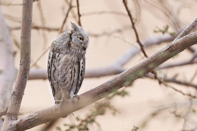 Pallid Scops Owl (Otus brucei), Eilat, Israel