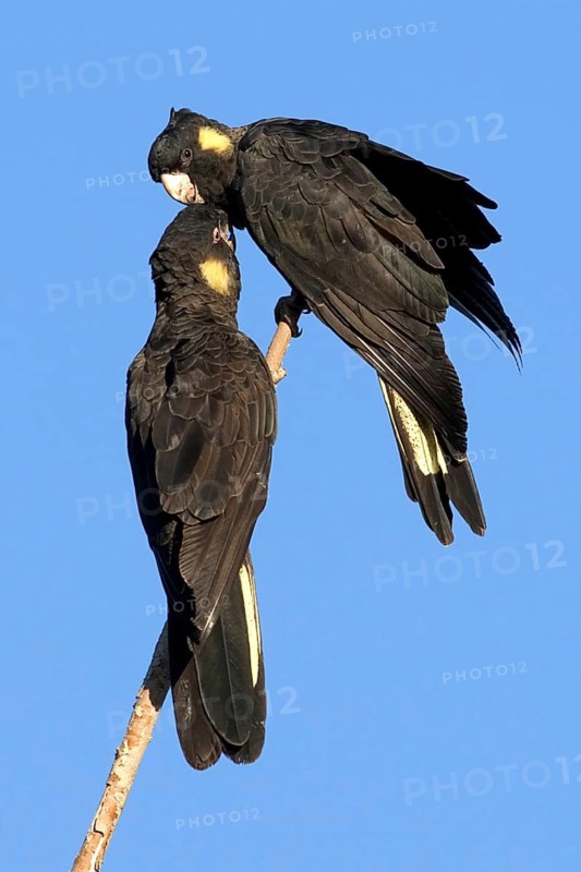 Yellow-tailed Black Cockatoo (Calyptorhynchus funereus) pair, New South Wales, Australia