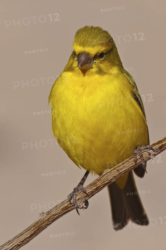Yellow Canary (Crithagra flaviventris) male, Northern Cape, South Africa