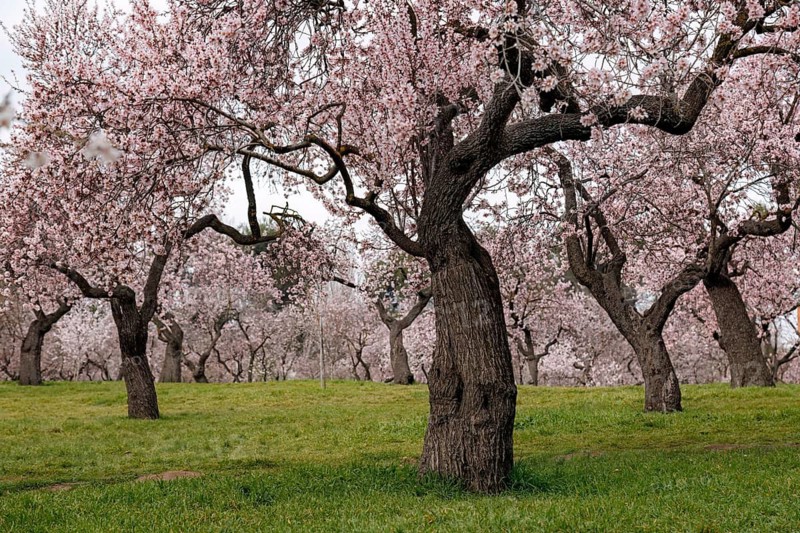A serene landscape of almond trees showcasing delicate pink blossoms, creating a tranquil and picturesque scene in the Quinta de los Molinos park. Perfect for nature and spring themed visuals
