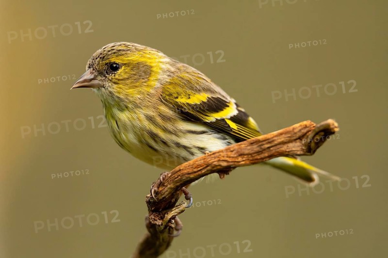 A vibrant European siskin, Spinus spinus, rests gracefully on a twisted twig, showcasing its striking yellow and black plumage against a smooth, muted green backdrop