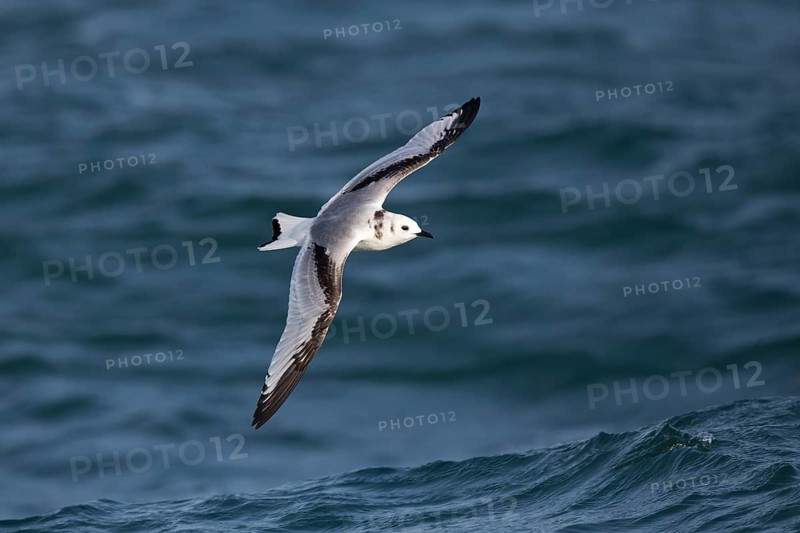 Black-legged Kittiwake (Rissa tridactyla tridactyla) juvenile flying, North Sea, Germany