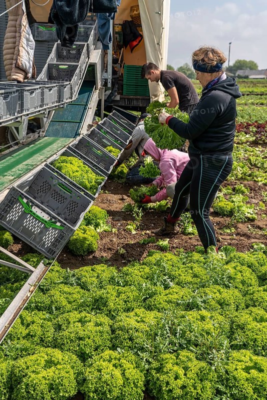 Harvesting Lollo Bianco lettuce, harvest workers cut off the lettuce heads, clean them and put them in boxes, they are washed in the trailer and packed for the customers, North Rhine-Westphalia, Germany