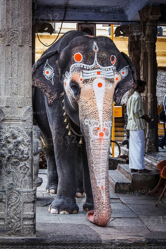 KANCHIPURAM, INDIA, SEPTEMBER 12, 2009: Elephant in Kailasanthar temple. Temple elephants are vital part of many temple ceremonies and festivals, particularly in South India