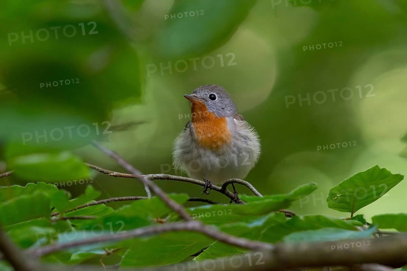 Red-breasted Flycatcher (Ficedula parva) male perched on a branch, Mecklenburg-Western Pomerania, Germany