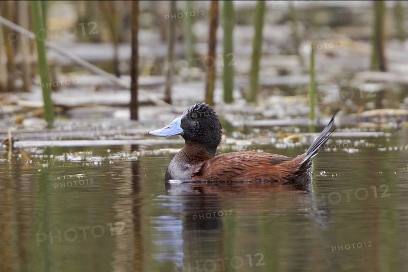 Ruddy Duck (Oxyura jamaicensis), Ecuador