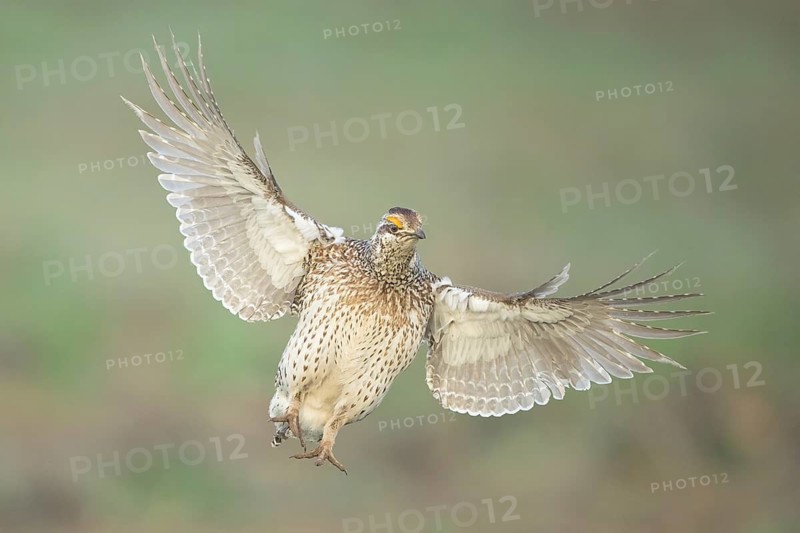 Sharp-tailed Grouse (Tympanuchus phasianellus) flying, Colorado, USA