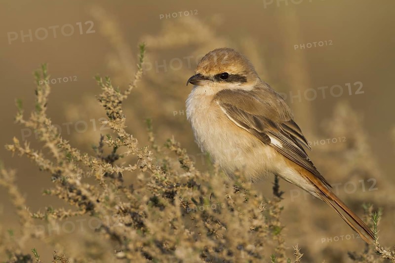 Isabelline Shrike (Lanius isabellinus) male, Oman