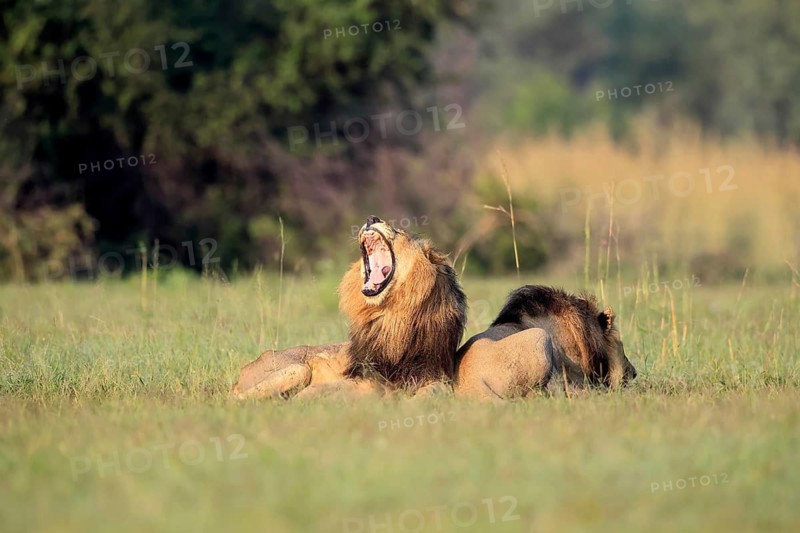 Lion (Panthera leo), male, two brothers, resting, lying, yawning, in the grass, Pilanesberg National Park, North West Province, South Africa