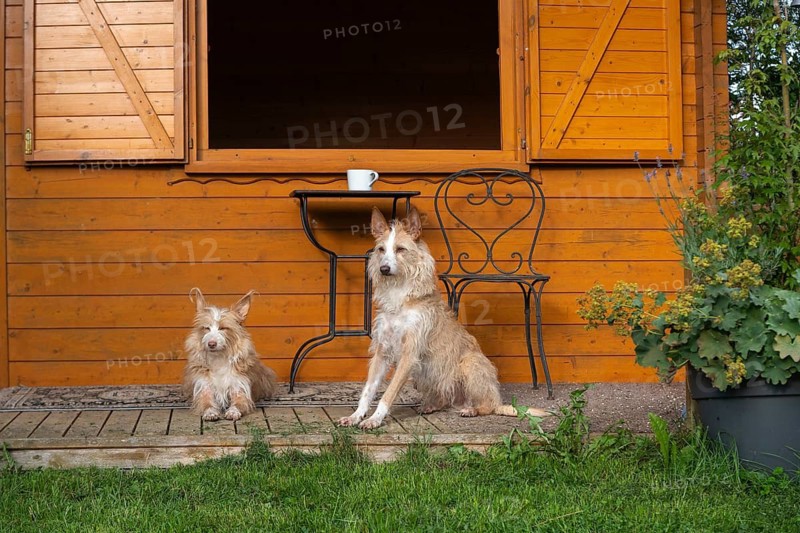 Two Podengo Português in front of garden houses, Liederbach, Dillendorf, Rhineland-Palatinate, Germany