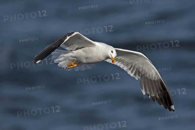 Lesser Black-backed Gull (Larus fuscus) flying, North Sea, Germany