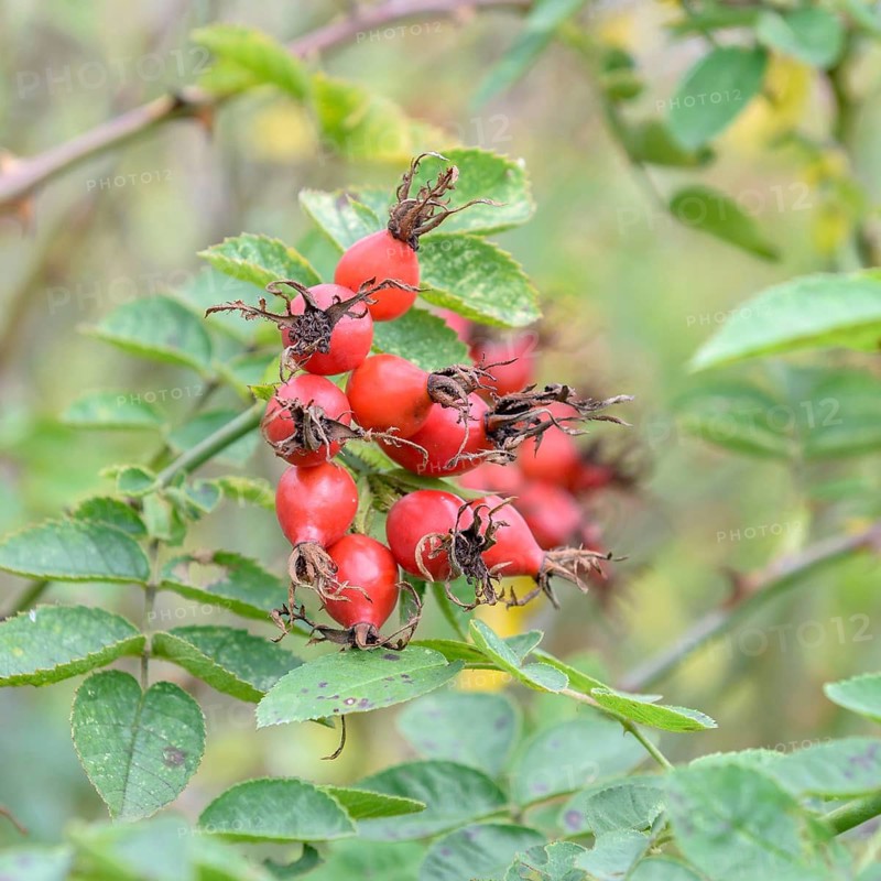 Wine rose (Rosa rubiginosa), Bundessortenamt testing centre Marq, Germany