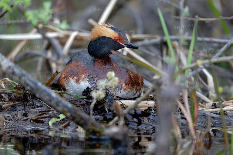 Horned Grebe (Podiceps auritus) on nest, Sweden