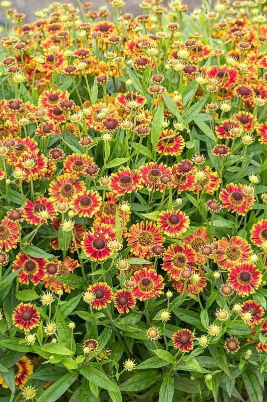 Sunflower (Helenium 'Bandora'), RHS Garden Bridgewater, Great Britain
