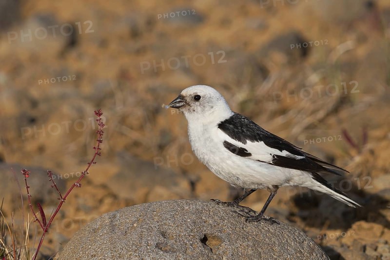 Snow Bunting (Plectrophenax nivalis insulae) male, Iceland