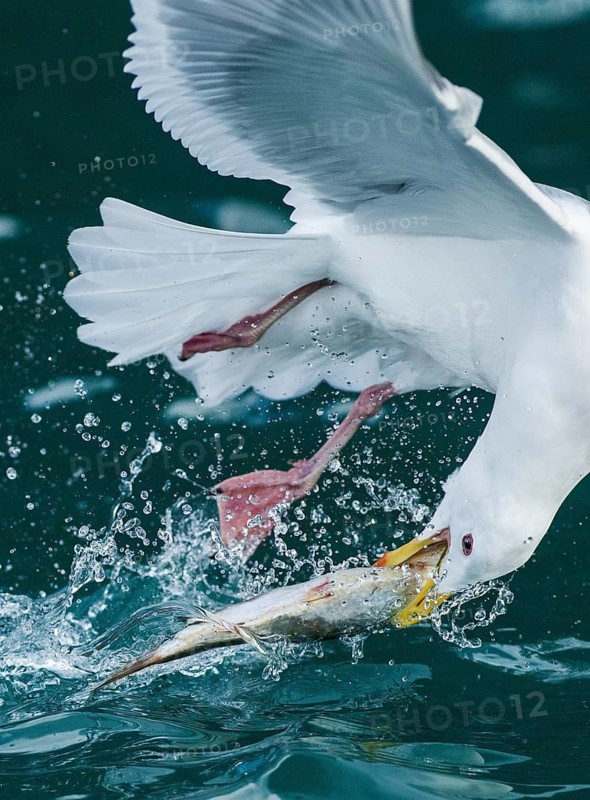 Glaucous-winged Gull (Larus glaucescens) catching fish in flight, Alaska, USA