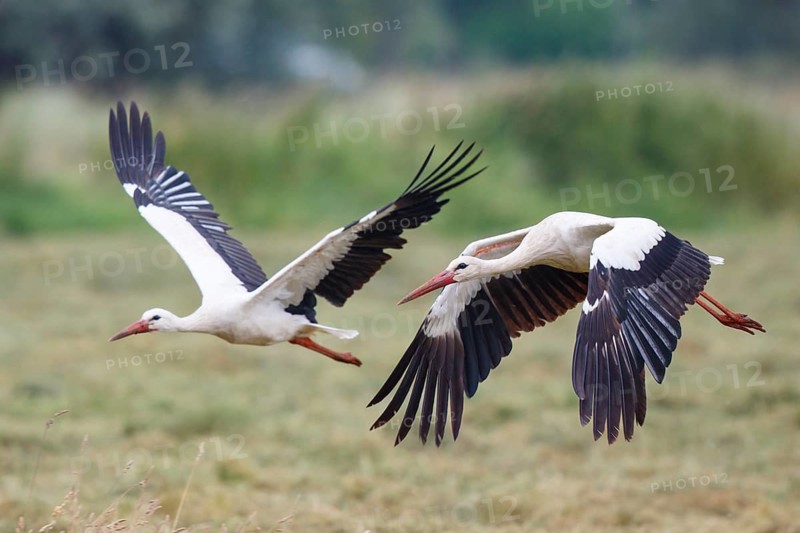 White Stork (Ciconia ciconia) flying, North Rhine-Westphalia, Germany