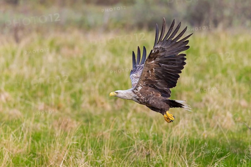 White-tailed eagle, bird of prey, animals, birds, (Haliaeetus albicill), Haliaaetus albicilla, hawk family, flight photo, Varanger, Finnmark, Norway