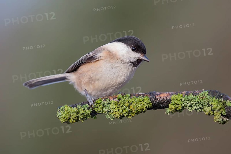 Willow Tit (Poecile montanus) perched on a mossy branch, Lower Saxony, Germany