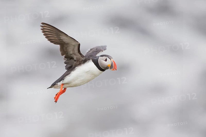 Atlantic Puffin (Fratercula arctica) flying, Iceland