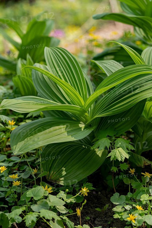 A close-up of lush green foliage in a vibrant garden setting, featuring prominently textured leaves. The scene captures the natural beauty and vitality of garden plant life