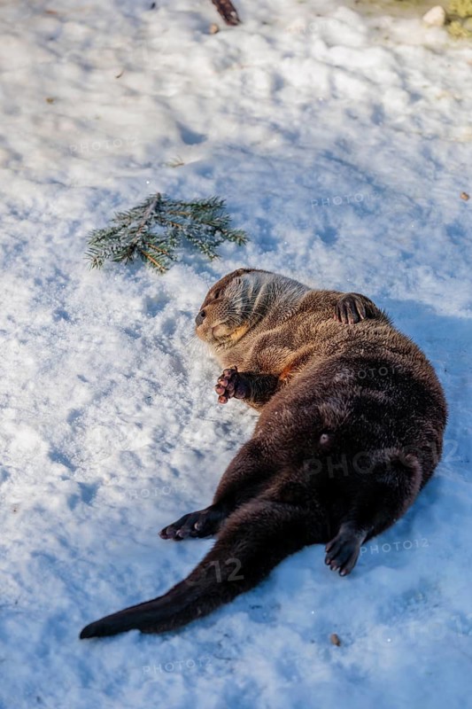 An otter (Lutra lutra) rolls in the snow on a sunny day
