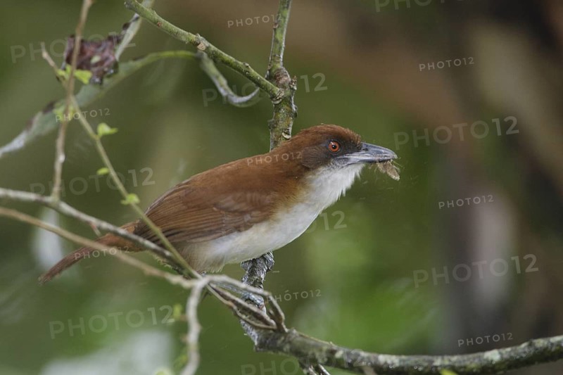 Great Antshrike (Taraba major) female, Pichincha, Ecuador