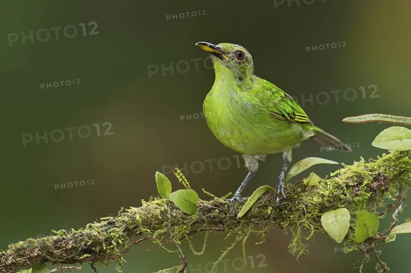 Green Honeycreeper (Chlorophanes spiza) female, Costa Rica