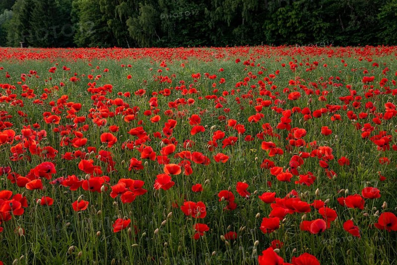 A wide field full of brightly blooming red poppies stretches to a green forest edge on the horizon, Lower Saxony, Germany