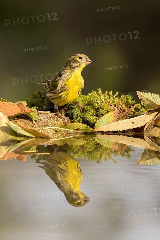 European Serin (Serinus serinus) at a waterhole, Madrid, Spain