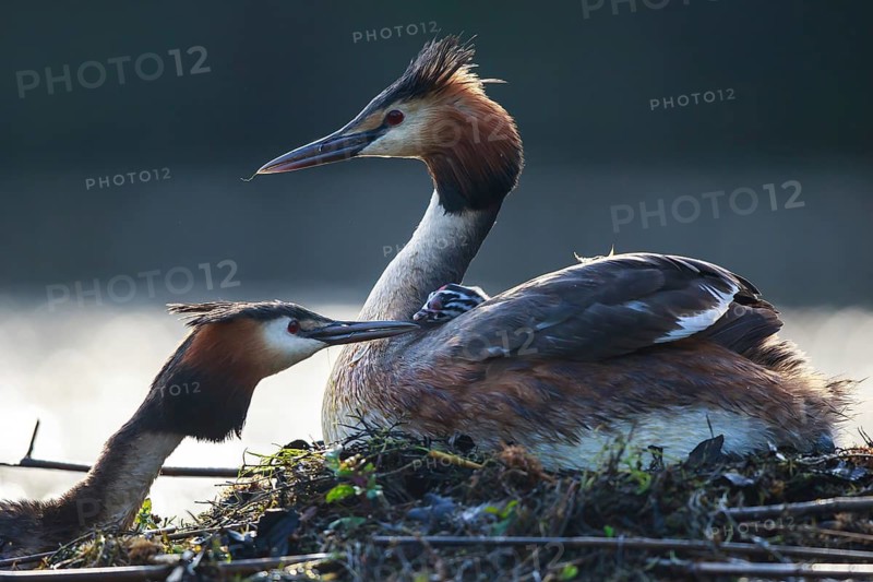 Great Crested Grebe (Podiceps cristatus) pair with chick at nest, North Rhine-Westphalia, Germany