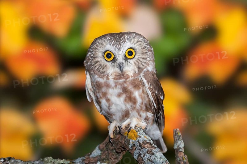Northern Saw-whet Owl Aegolius acadicus Duluth, Minnesota, United States 15 October Immature Strigidae